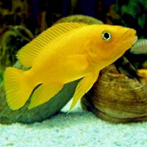 Neolamprologus leleupi 3-4 cm